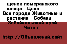 щенок померанского шпица › Цена ­ 45 000 - Все города Животные и растения » Собаки   . Забайкальский край,Чита г.